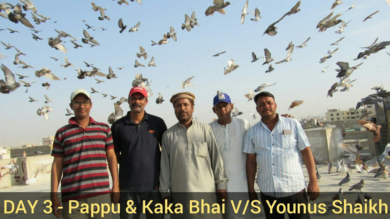 DAY 3 | Pappu Bhai & Kaka Bhai 1700 Pigeons Larraiya with Younus Shaikh | Video of Pappu bhai's loft