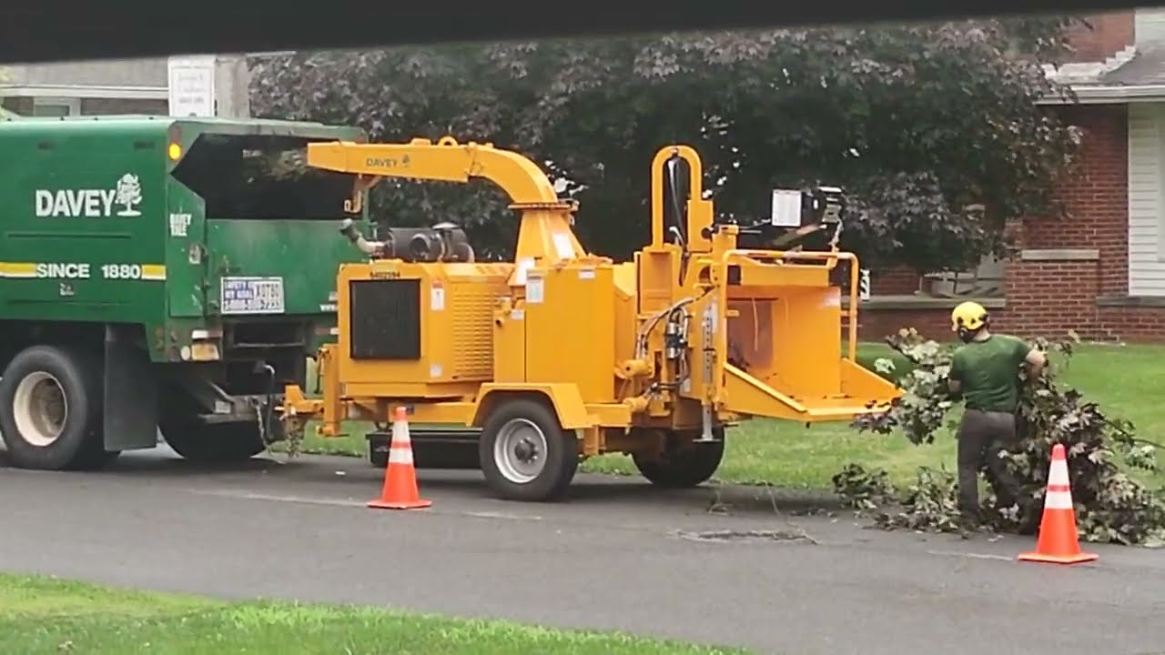 TRIMMING 2 RED MAPLE TREES 
