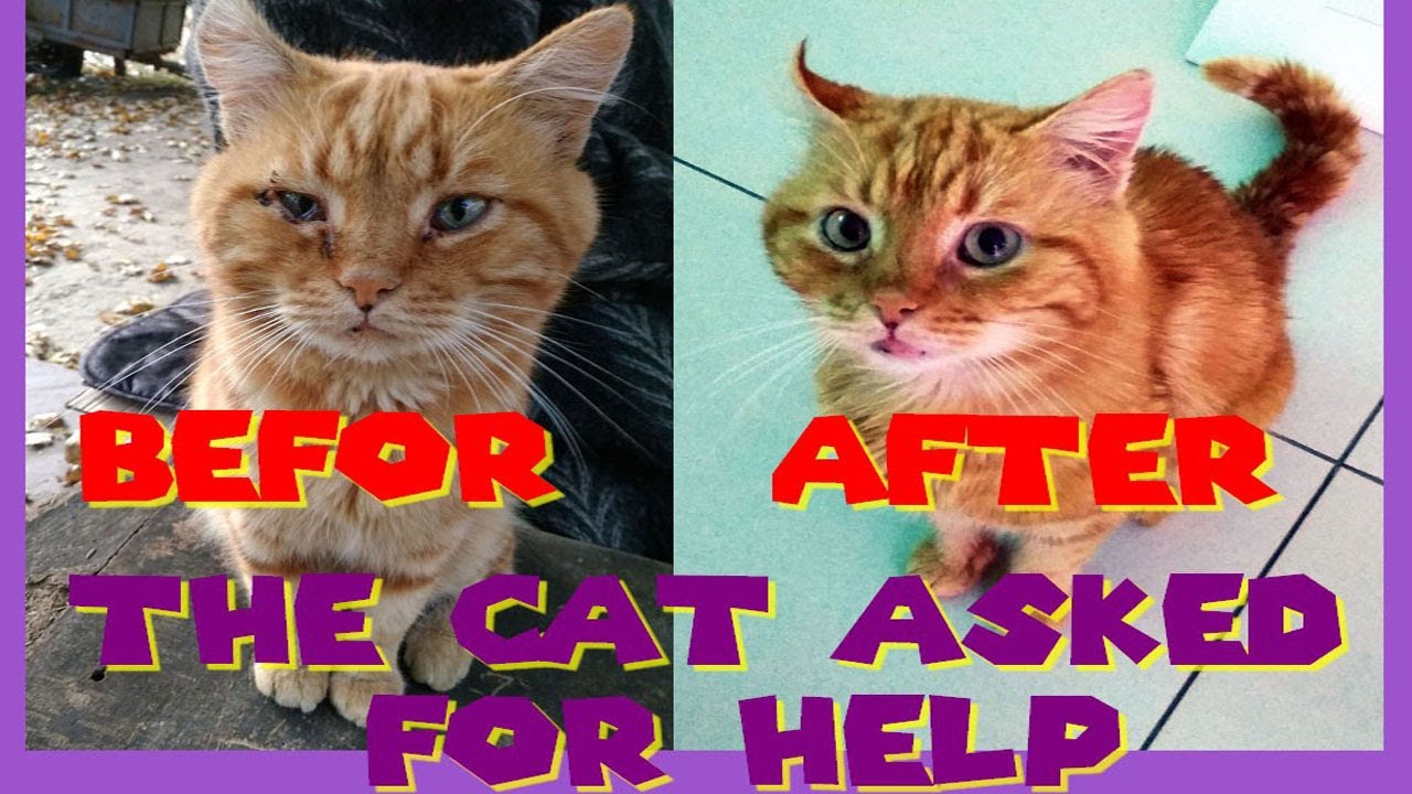Street Cat Rescue: Before and After