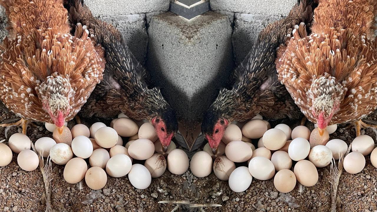 From Collecting Eggs to Daily Care &mdash; A Chicken Farmer&rsquo;s Life🥚➡️🐣➡️🐥