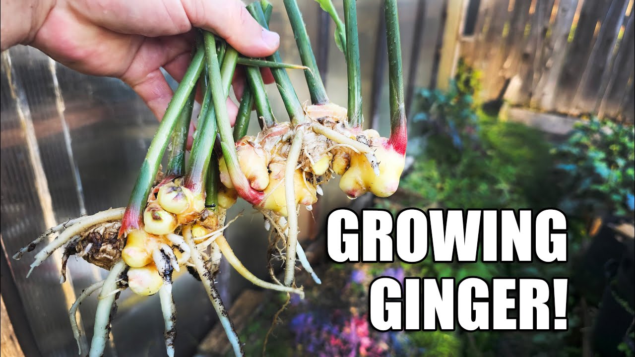 Growing Indoor Ginger, Sprouted From Store Bought! - 2020