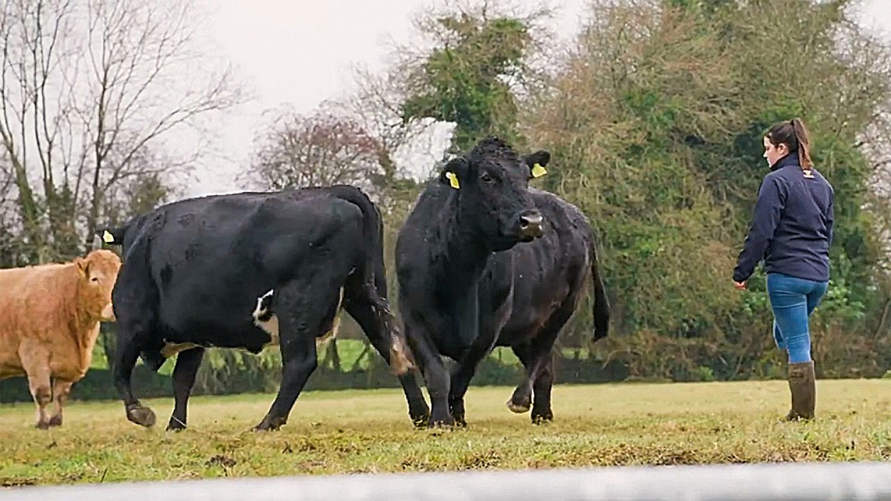 Nichola Murtagh | #followthefarmer | Irish Beef