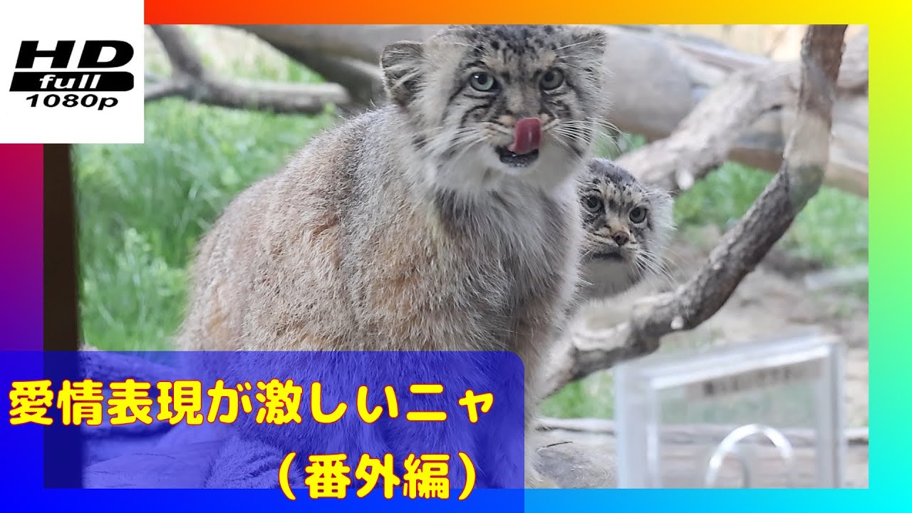 【マヌルネコ】仲の良いレジェンド夫婦（番外編）