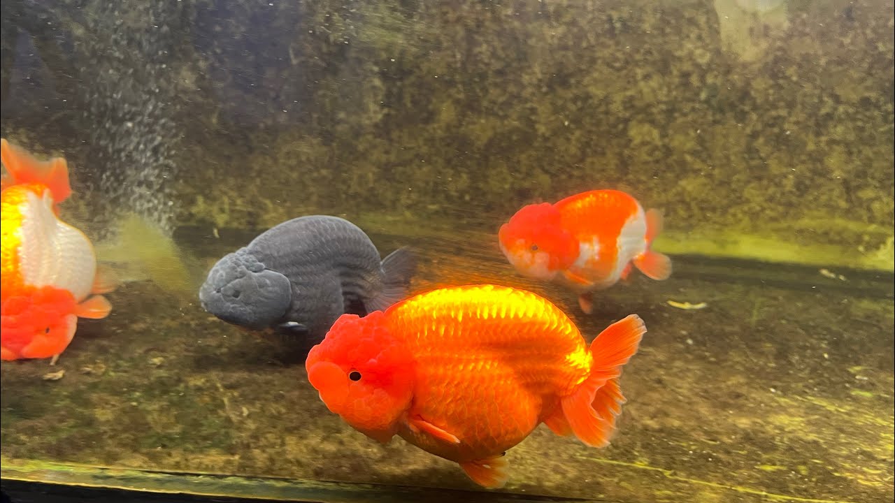 Breeders Tank Oranda Short Tail & Ranchu