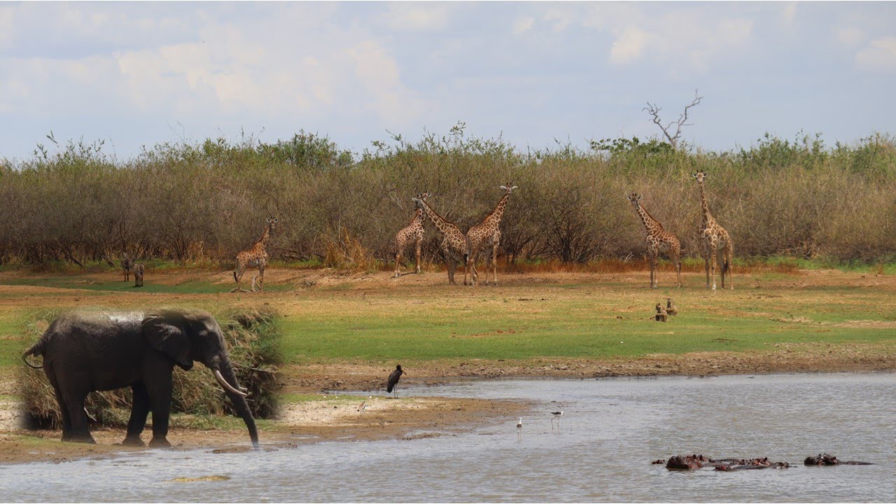Africa Nyerere Safari, Tanzania