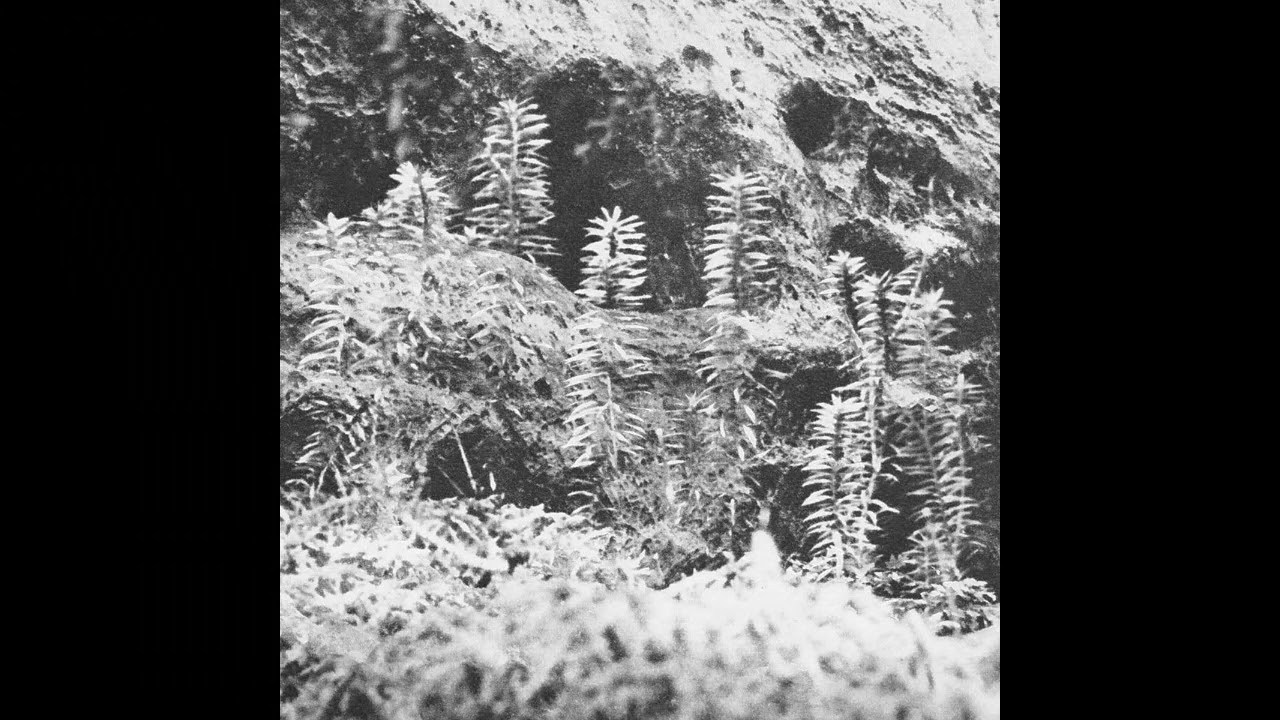 Acronym & Korridor - Sscending [VAA03]