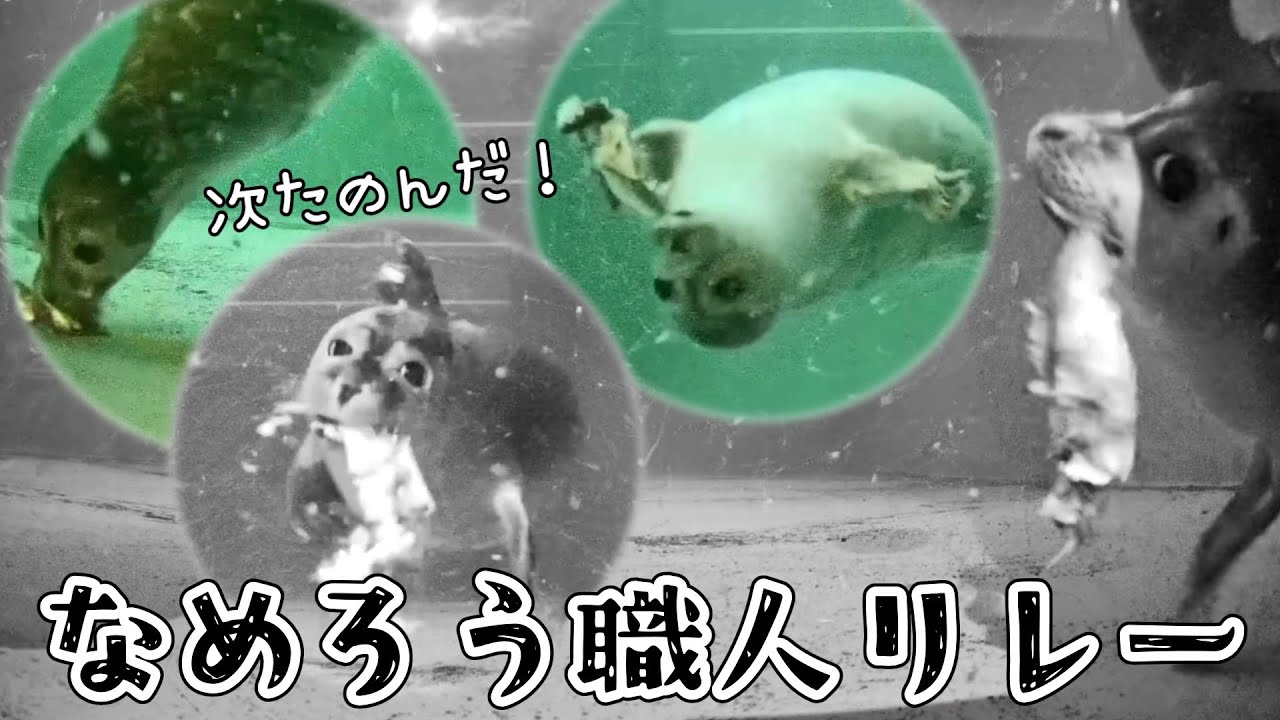 こうかな？いやこうだろ…！ぽよよたちの共同創作なめろう　みんなでつくったこだわりの品です、食べに来てね【アザラシ幼稚園】