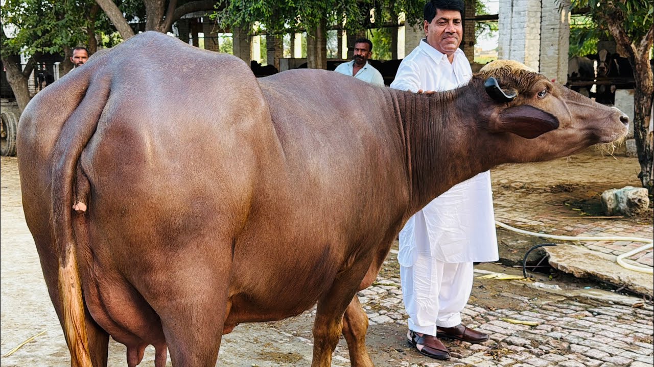 Beautiful Brown Buffaloes Collection || Ch Liaqut jutt Dairy Farm || Hafiz Azhar Jutt 