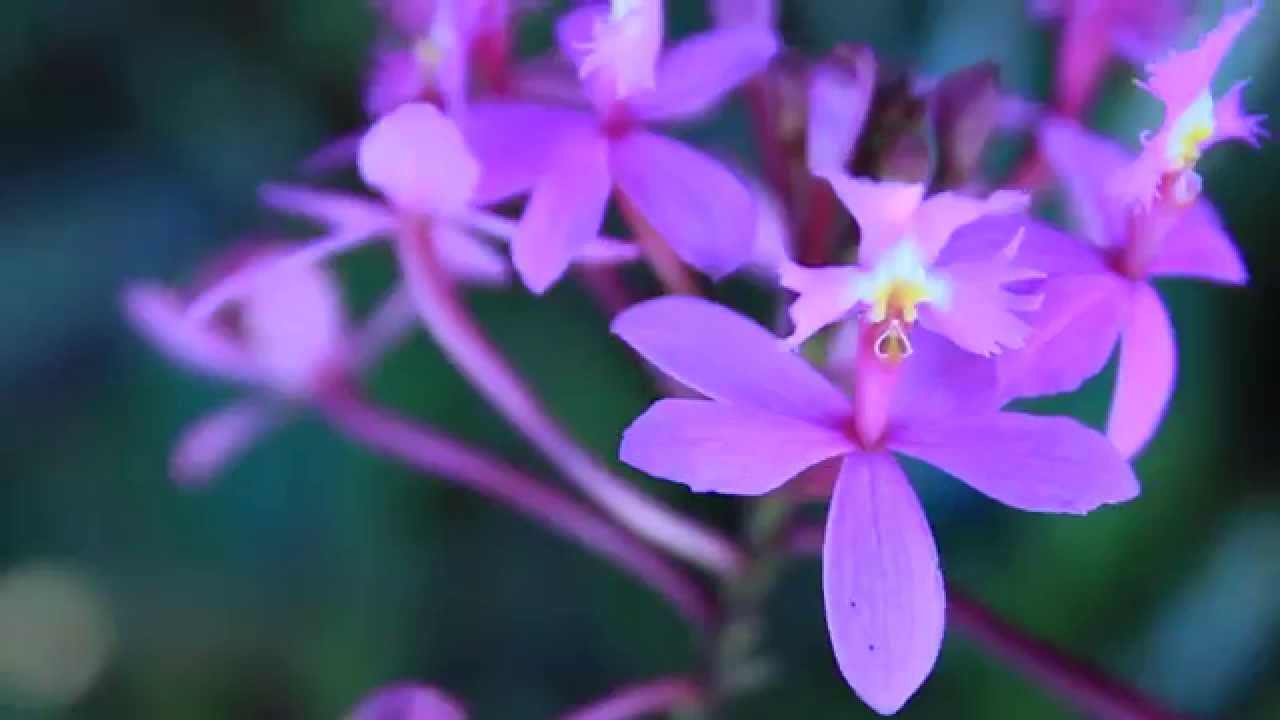 ALL ABOUT THE EPIDENDRUM ORCHIDS