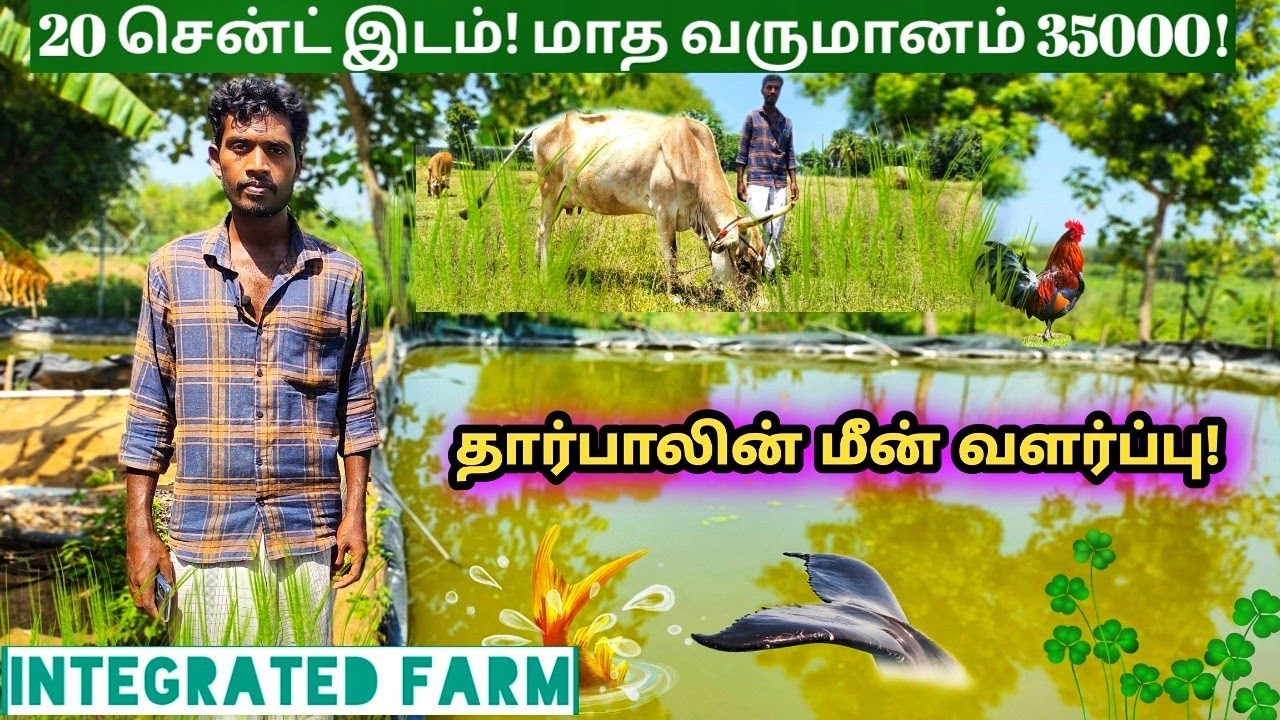 கோழி வித்து! மீன் பண்ணை உருவாக்கி! மீனை வித்து மாடு வாங்கிய பண்ணையாளர்!