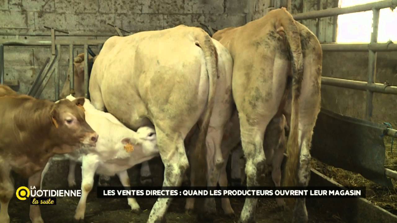 Les ventes directes : Quand les producteurs ouvrent leur propre magasin