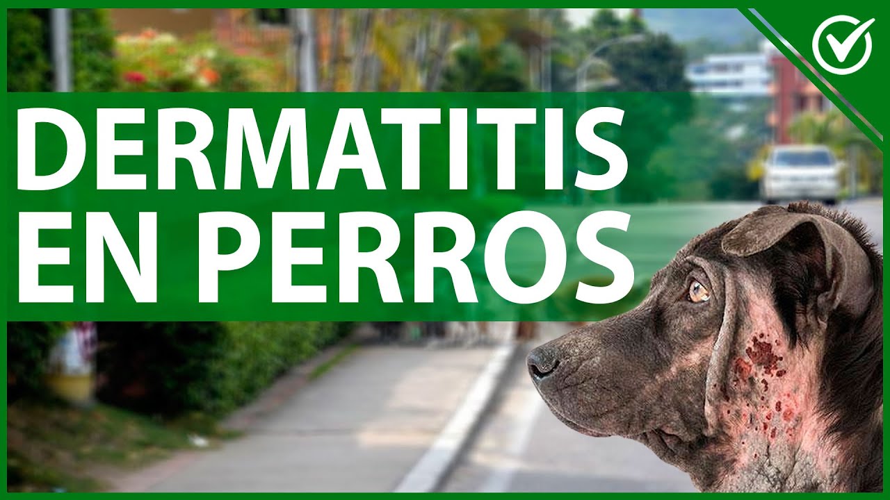 🐶 Dermatitis en Perros - Remedios Caseros para los Picores 🐶🐩