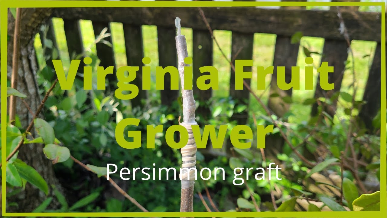Persimmon Cleft Graft