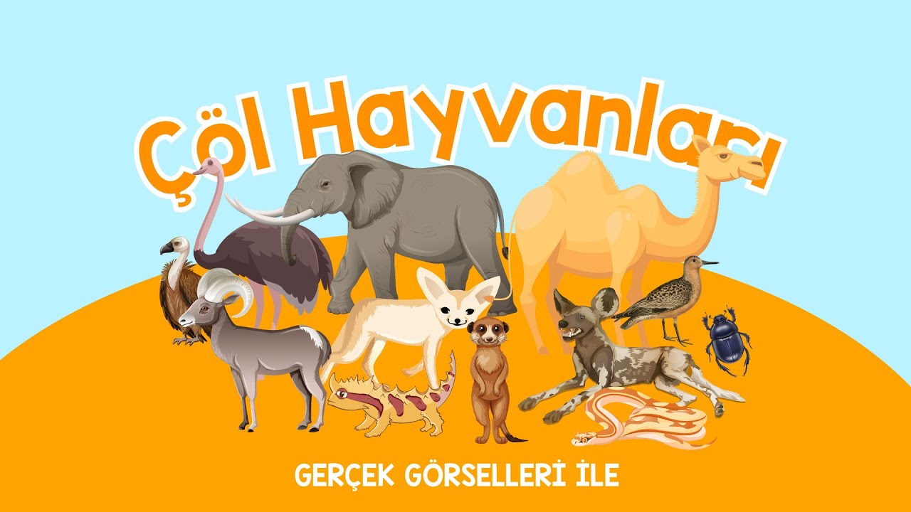 Çöl Hayvanlarını Öğreniyorum | Hayvanları Tanıyalım | Çöl Hayvanları Öğrenelim | Eğitici İçerikler