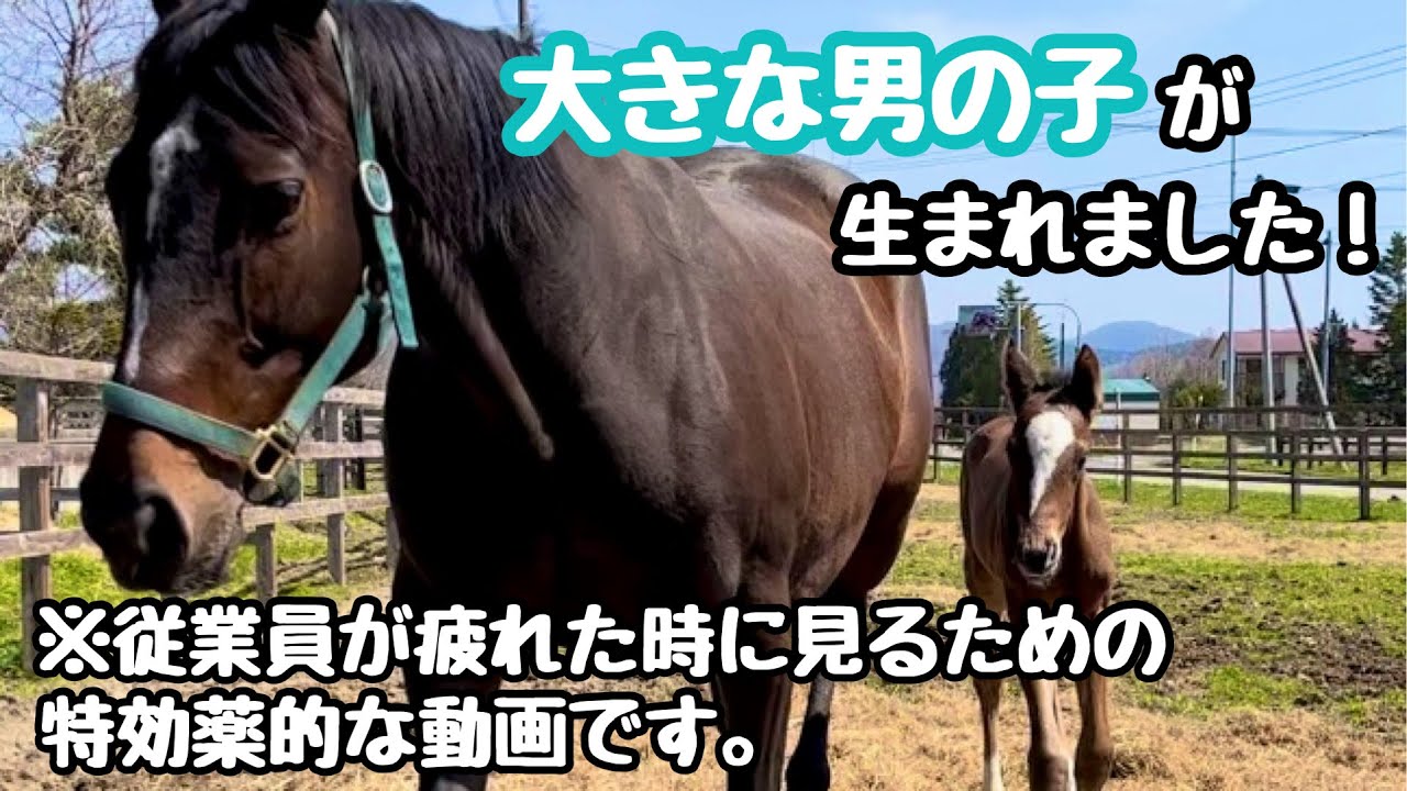 疲れた時はサラブレッドの親子に元気を貰うんだ【とねっこ】