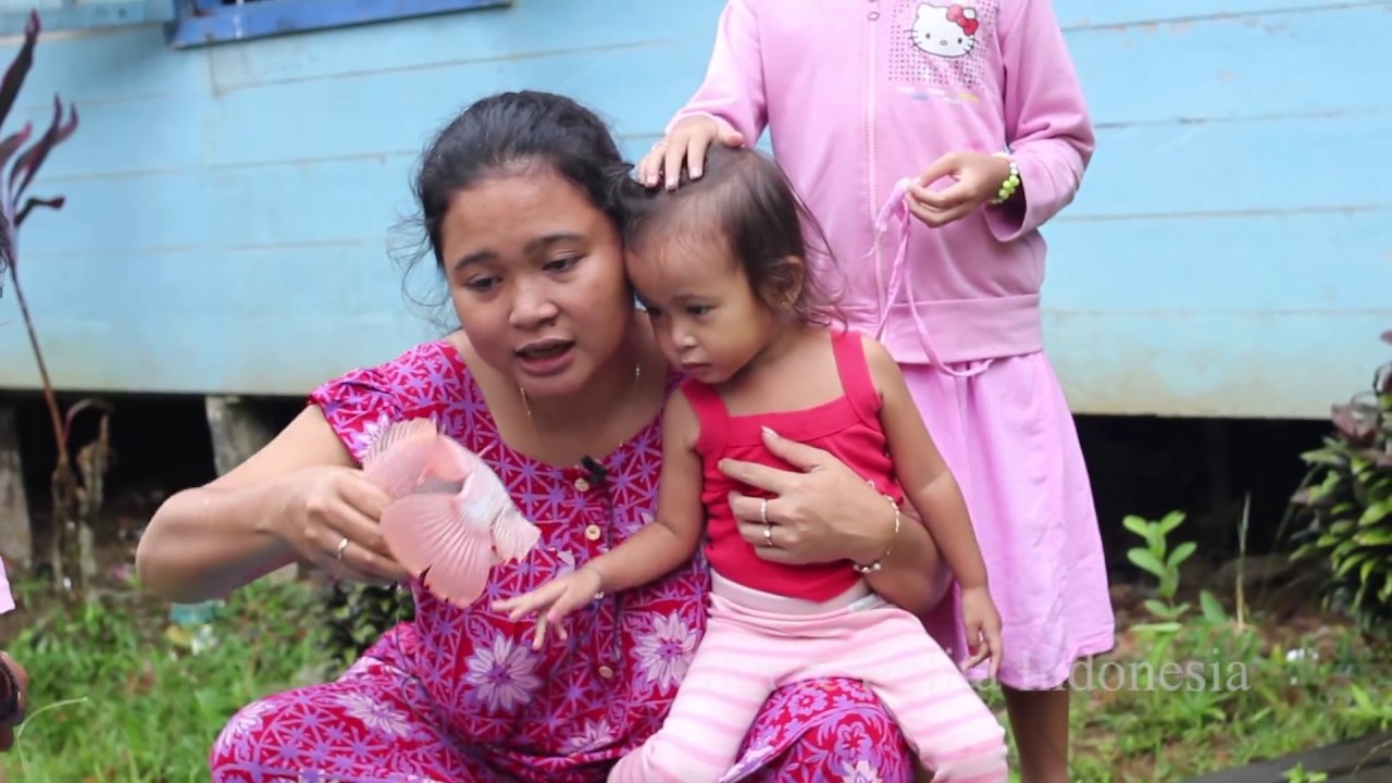 Panen Ikan Nila di Kolam dan Makan Ikan Goreng - Liburan di Kampung