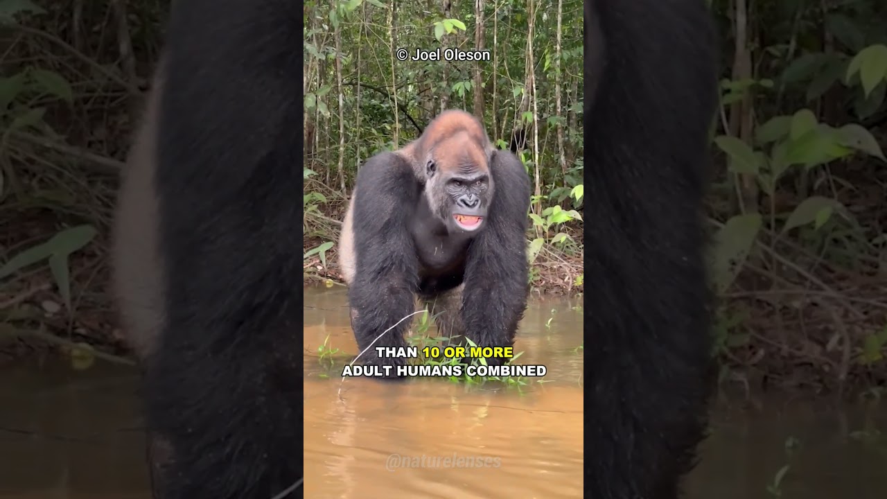 How Strong Is A Gorilla?