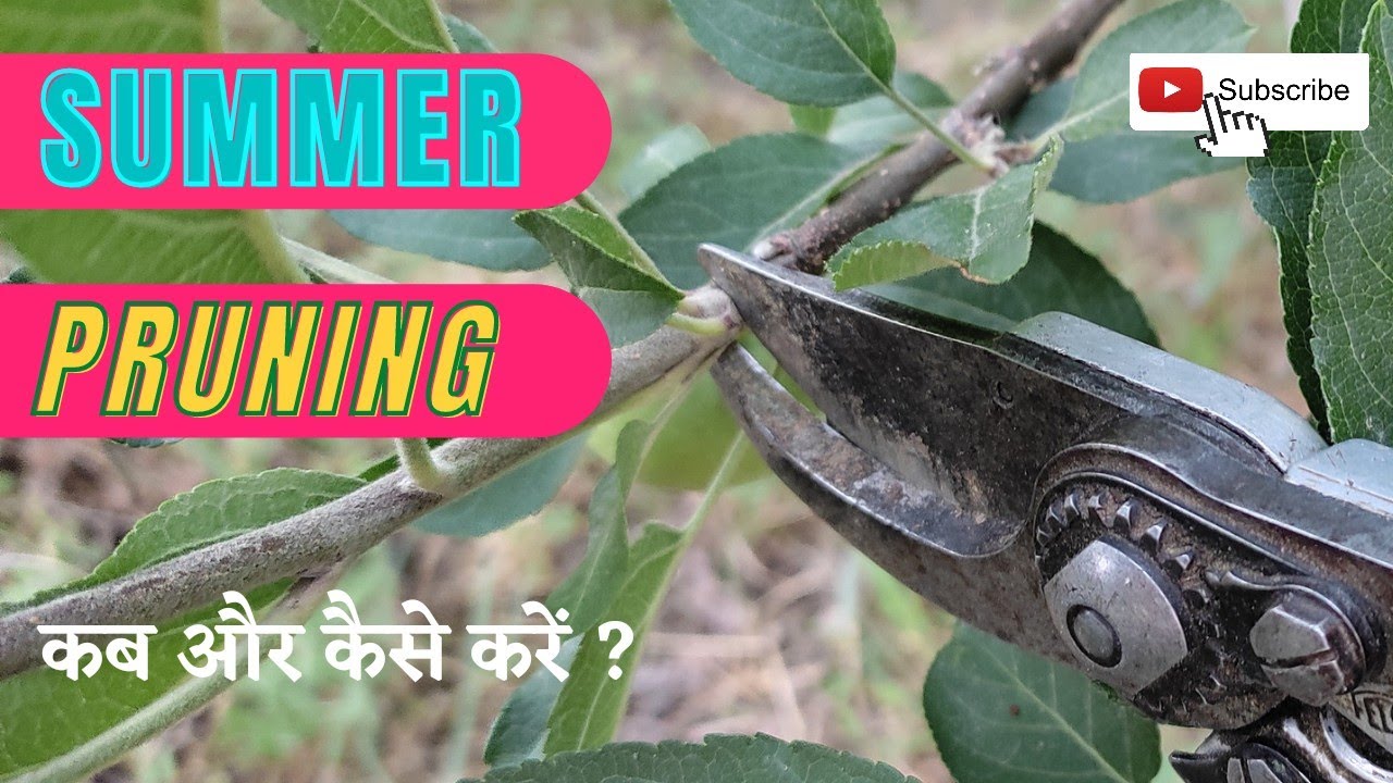 Summer pruning and summer ring cut in Apple plants ( समर प्रूनिंग कब और कैसे करें? )