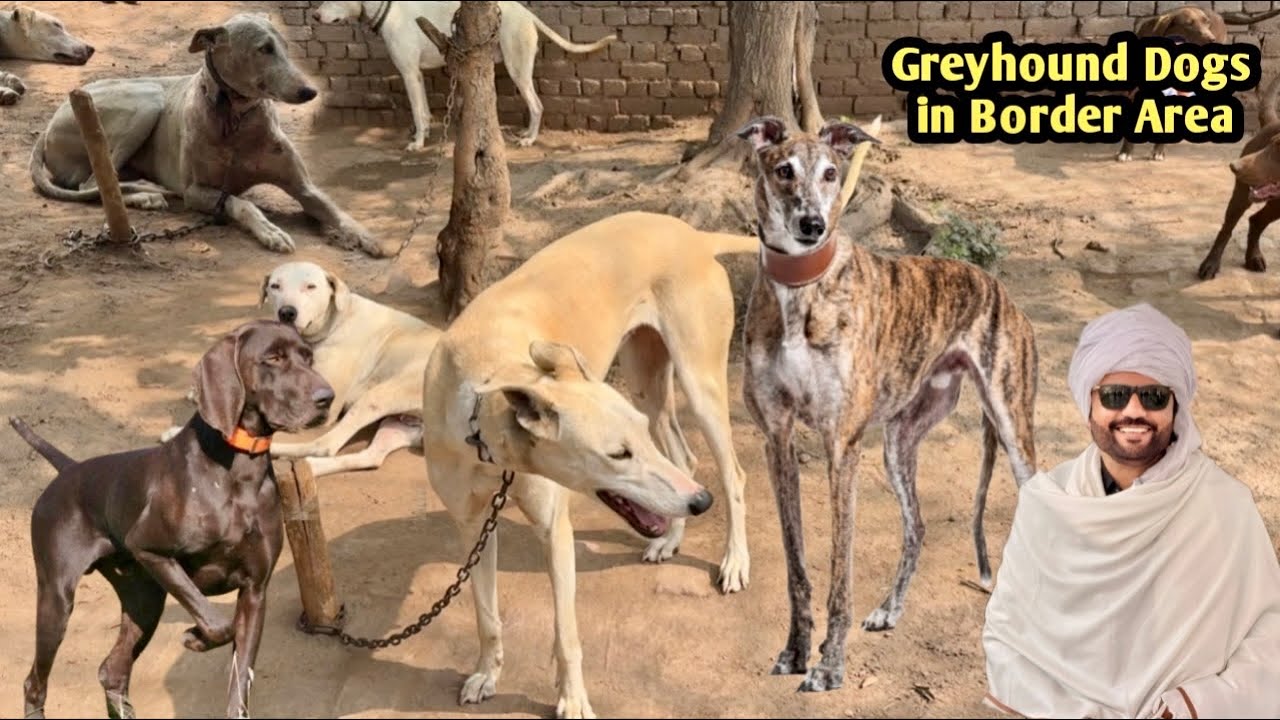 Greyhound & Pointer Dogs in Border Area | Jeep Safari Vlog