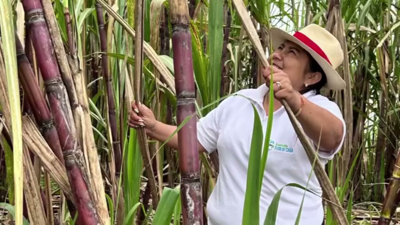 ASOCIACIÓN FLOR DE CAÑA DE SIGCHOS EXPORTÓ 465 TONELADAS DE PANELA GRANULADA DURANTE 2025