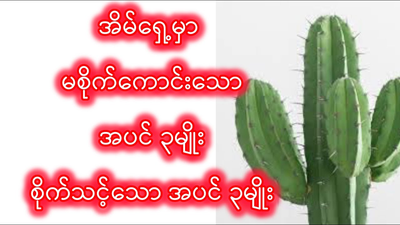 မစိုက်ကောင်းသော အပင် ၃မျိုး