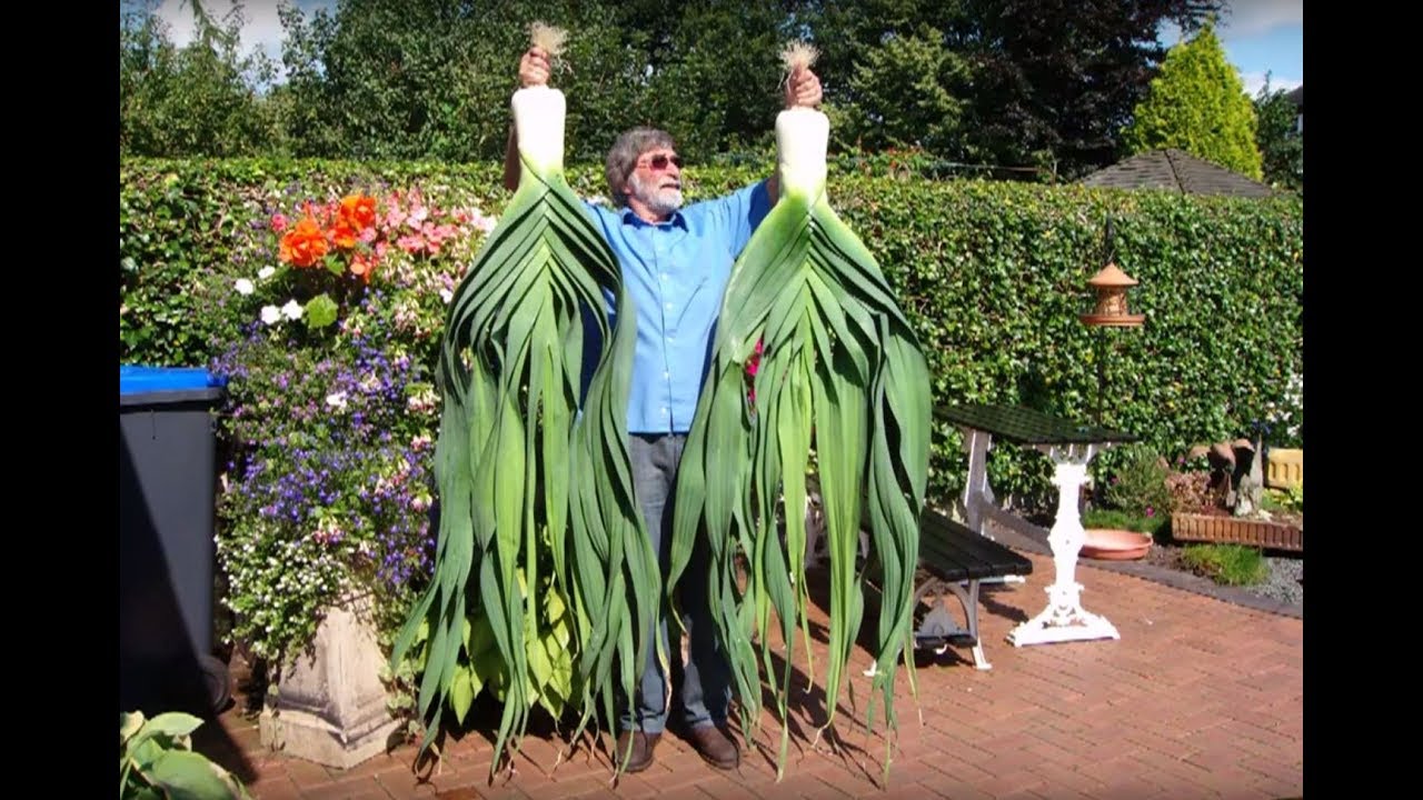 Pot Leeks, Growin for Showin.  Derek Wilton  Part 1