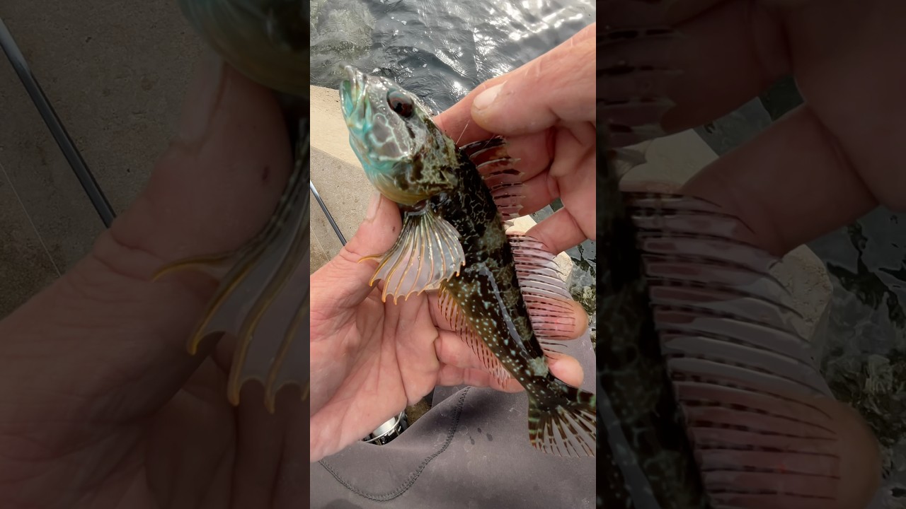 【穴釣り】巨大テトラの隙間からアナハゼ釣り 穴釣り🎣釣り初心者でも簡単 釣り入門 ハゼ釣り