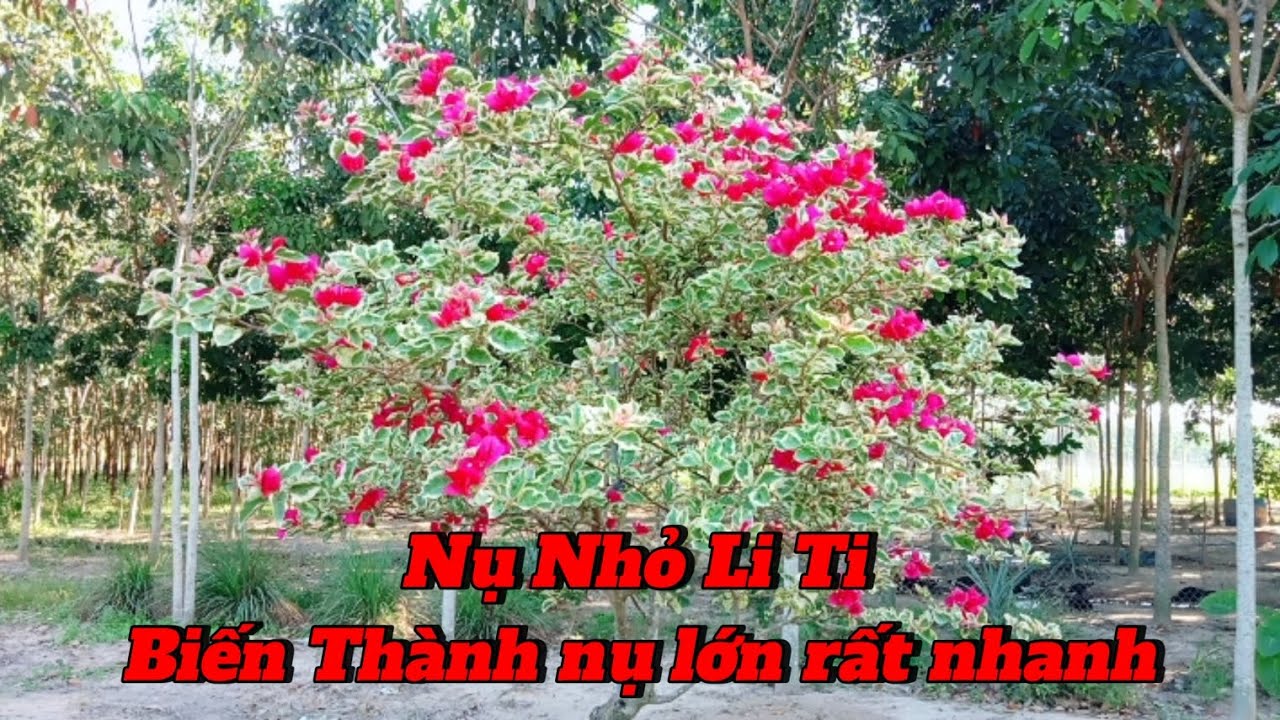 Nụ hoa giấy nhỏ li ti Biến thành nụ lớn rất nhanh