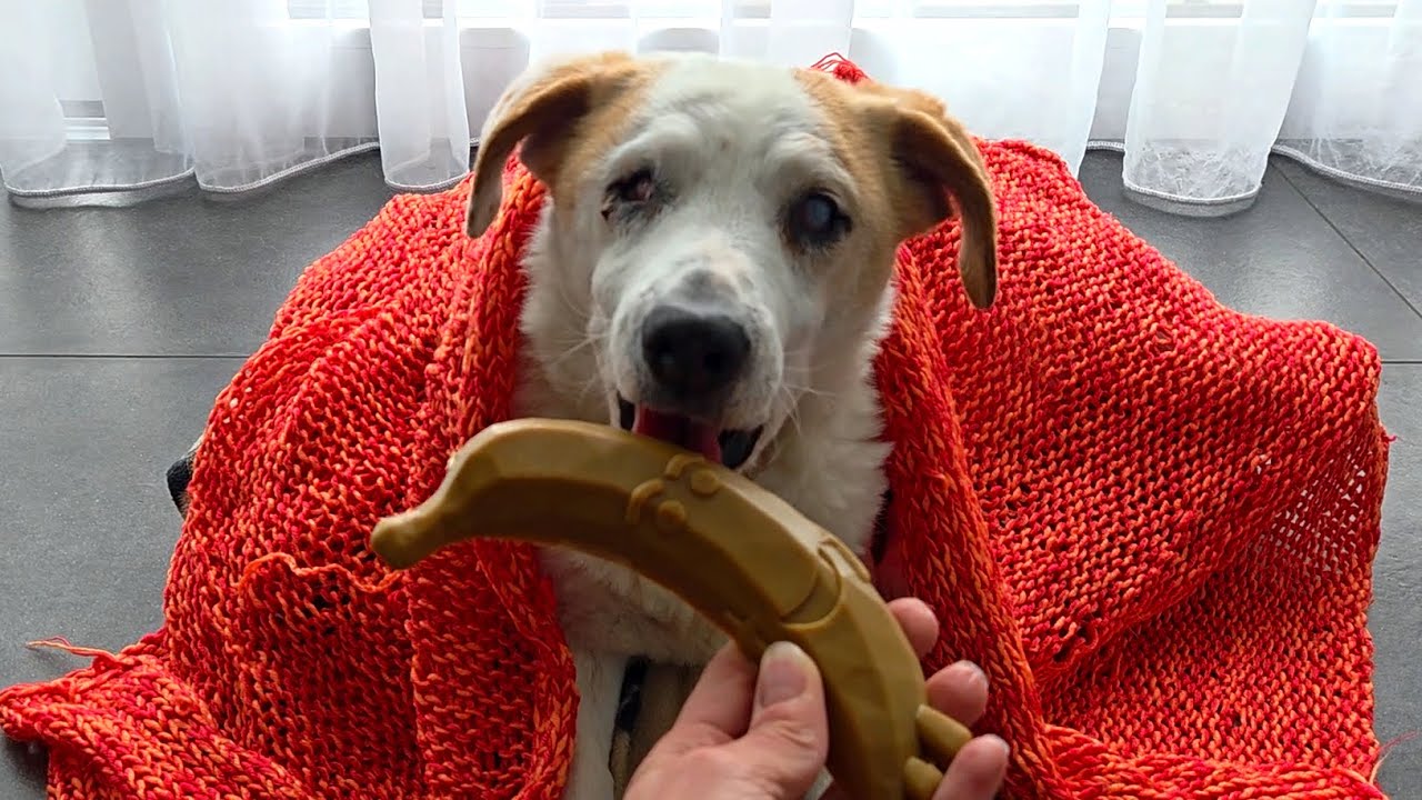Rescued blind dog Bobo enjoys the cutest treat ever!