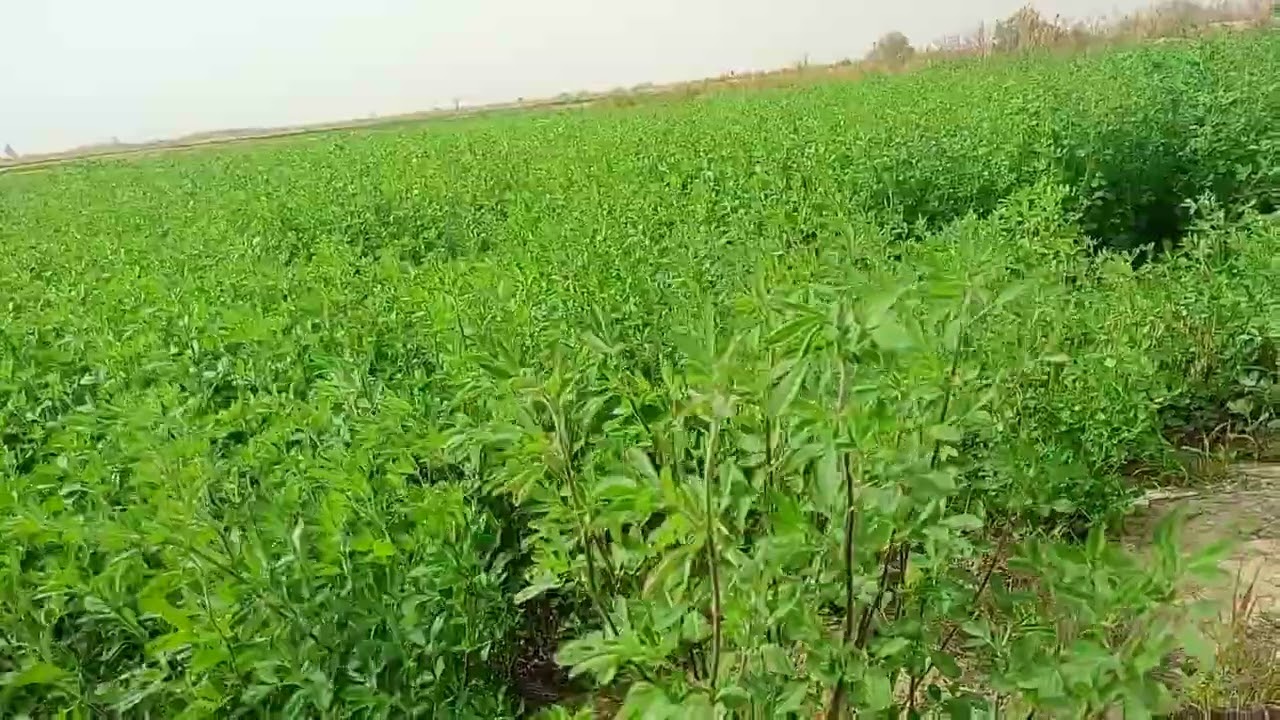 الوادي الجديد الفرافرة البرسيم الحجازي والفيرمي كمبوست 01122474189