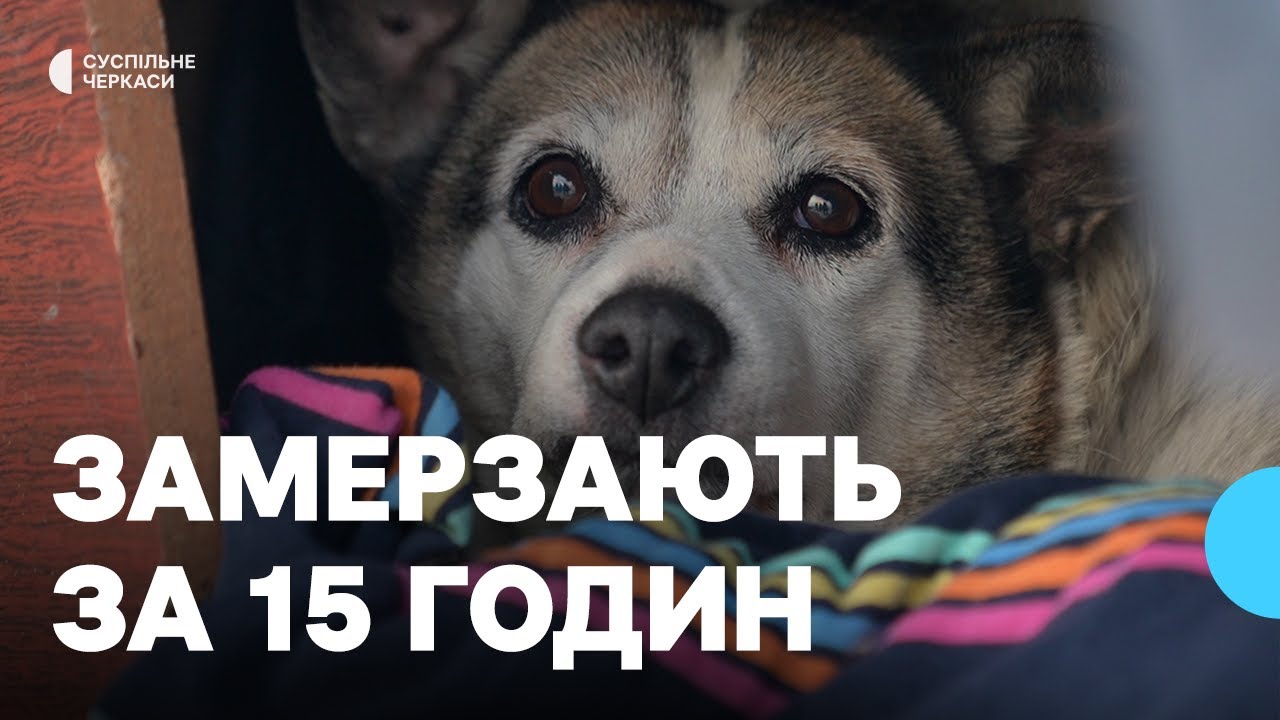 Як допомогти безпритульним тваринам пережити морози