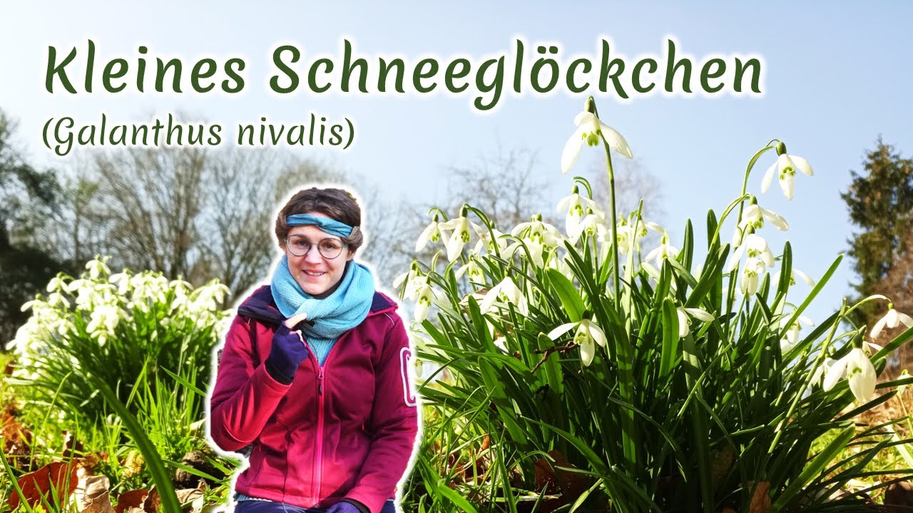 Kleines Schneeglöckchen (Galanthus nivalis) - Artenporträt: Merkmale | Ökologie | Wissenswertes