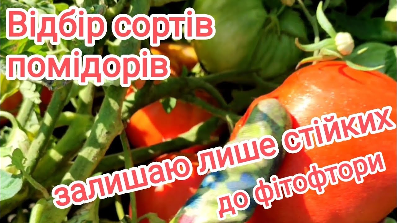 Як стійкість помідорів до хвороб, впливає на результат.