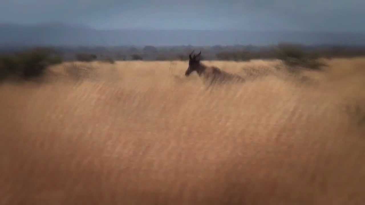Africa's fastest antelope the Tsessebe
