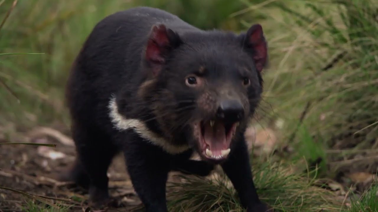 Secret Life of the Tasmanian Devil - Meet the Devils