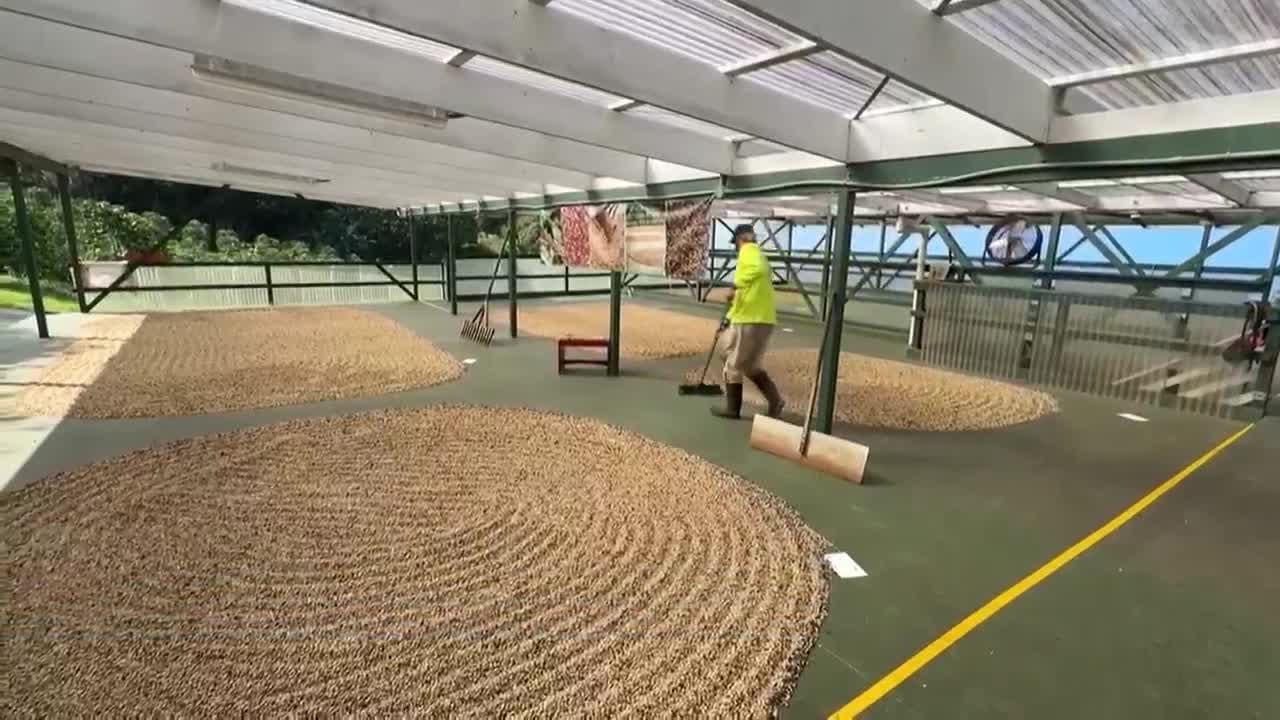New Hawaii coffee law hailed and hurt Kona industry