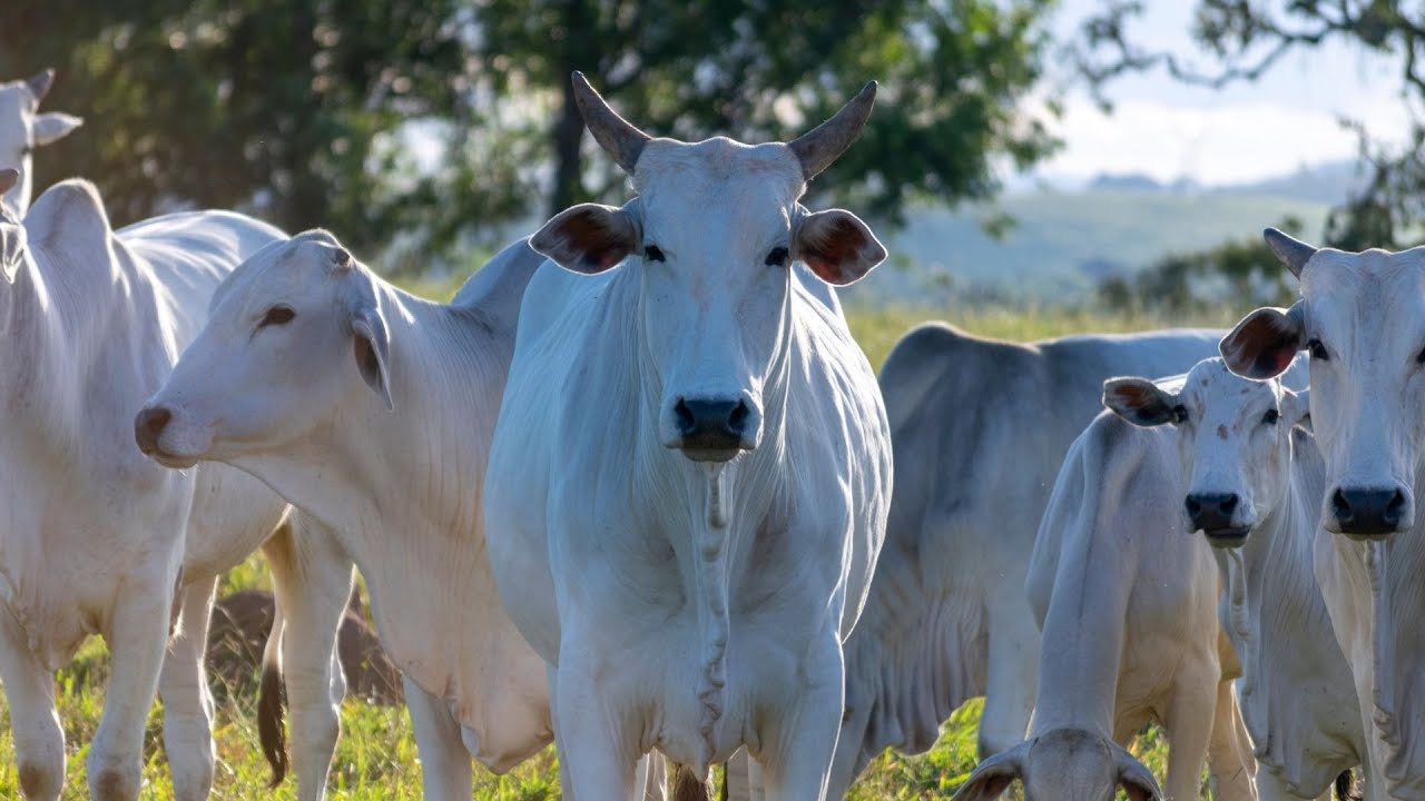 Nelore Bemach na fazenda: FIV e tecnologia.