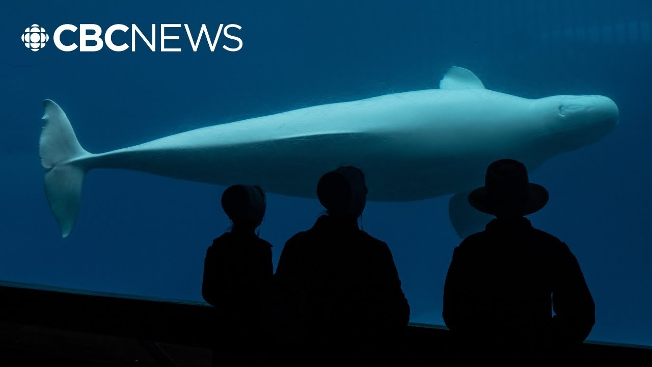 Marineland asks Ottawa for money or its 30 beluga whales will be euthanized