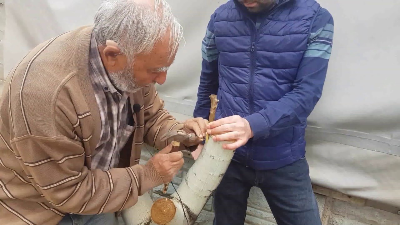 Donmayan Geç Açan Badem Ağacı ve Cevize Kabuk Altı Civili Aşı Yapılması
