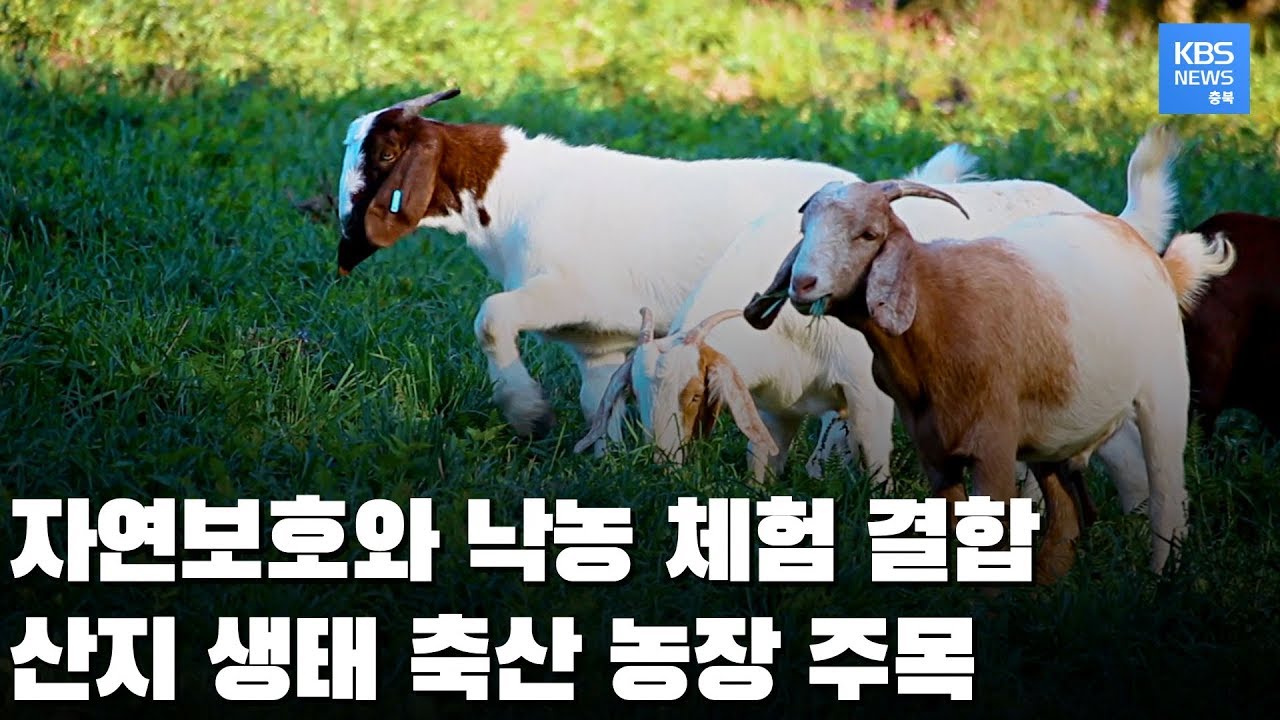 자연에서 키우고 체험하는 산지 생태 축산 농장 주목 / KBS뉴스(News) 충북 / KBS청주