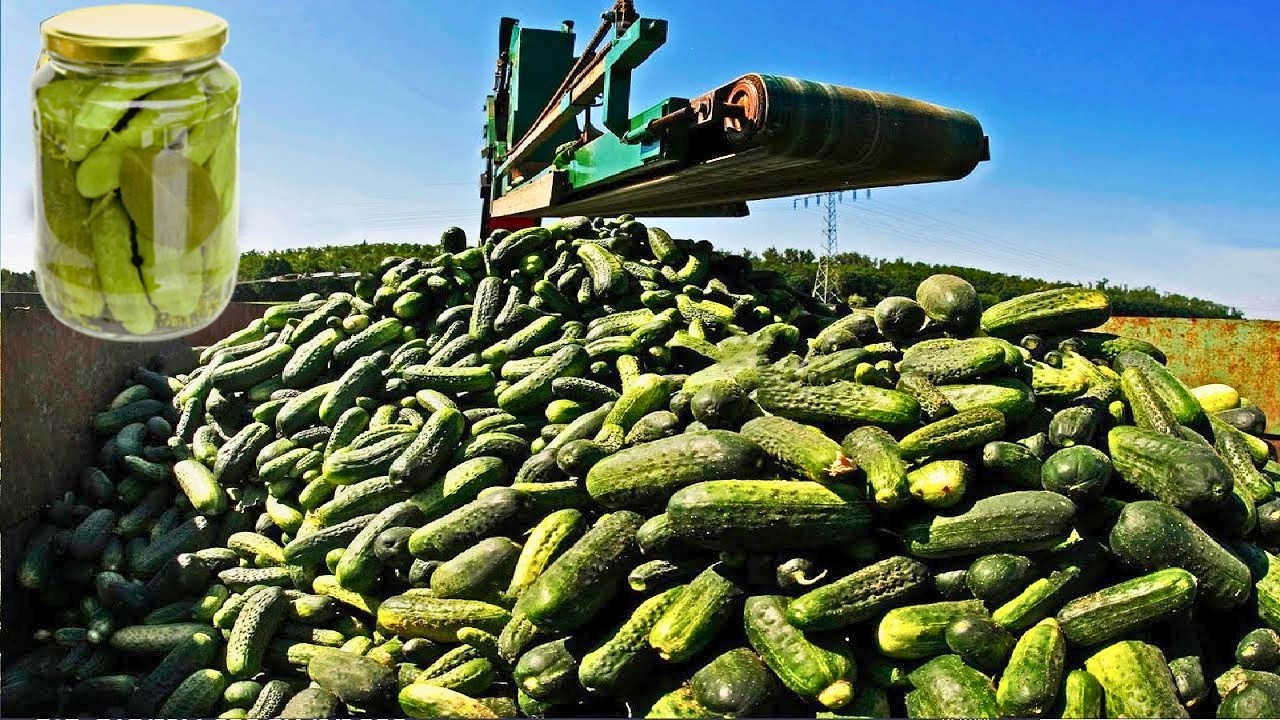 Como São Feitos os PICLES 🥒🔥 na Fábrica