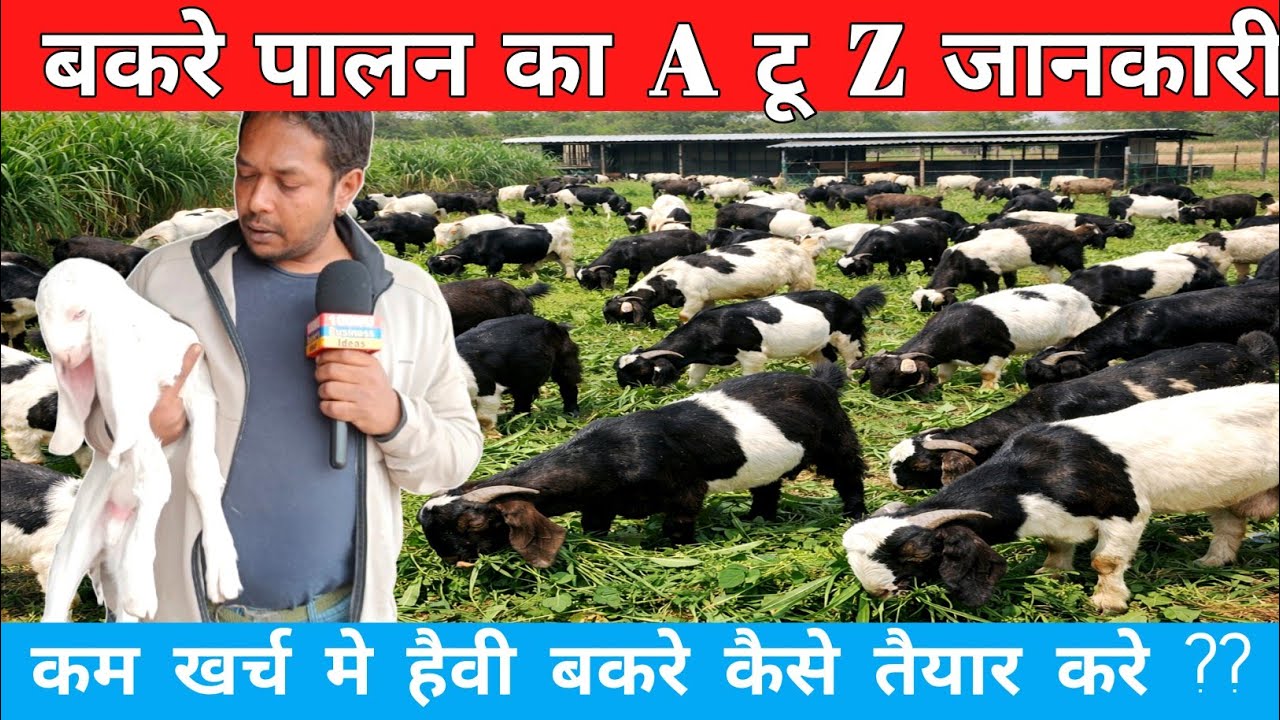 बकरे पालन का A TO Z जानकरी ! कम खर्च मे हैवी वेट बकरे कैसे तैयार करे सम्पूर्ण जानकारी #goatfarming