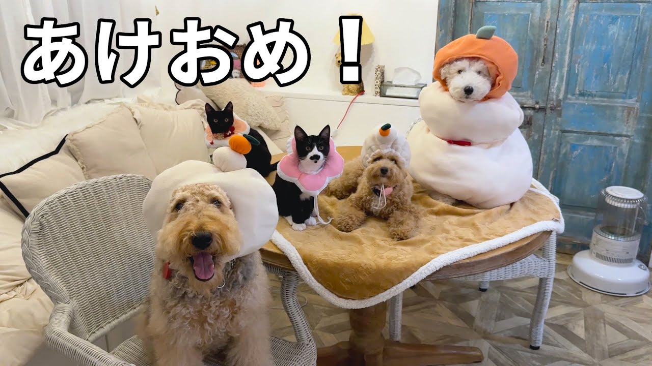 新年早々寒波到来した森の家。福袋を買ってあとは山籠り［森の中でひとりと犬猫暮らし］