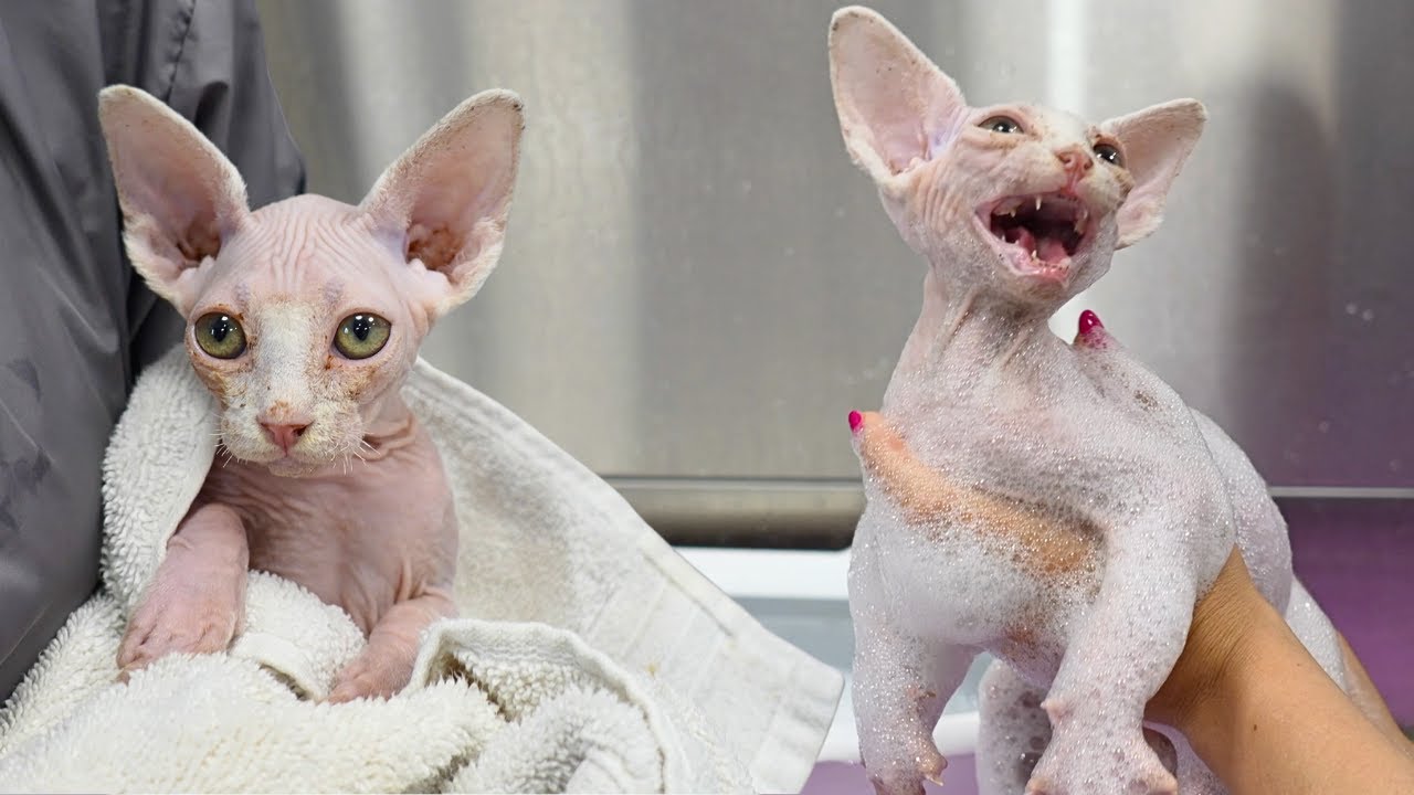 A Hairless Kitten Named After A Rotisserie Chicken Restaurant 😂