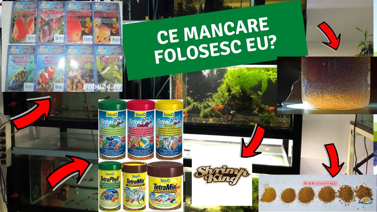 Ce Mancare Folosesc in Acvariile Mele? Tetra | SAK | Congelata | Baby Brine Shrimp | Dennerle
