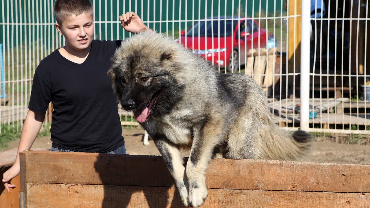 CAUCASIAN SHEPHERD DOG - myths and reality!