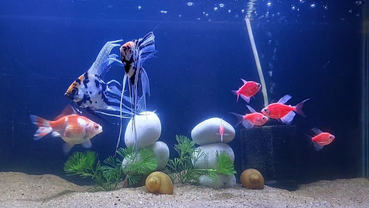 My Community Aquarium Tank Setup 