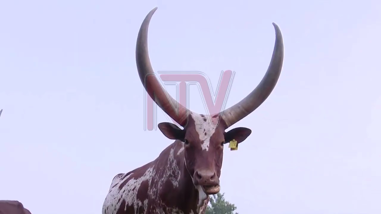 Pharmaceutical society rejects separate veterinary authority