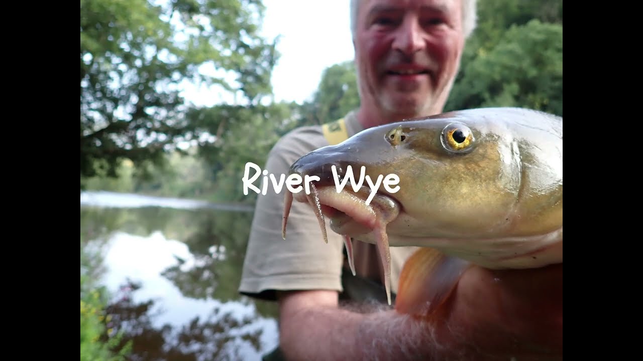 River Wye Barbel and Chub