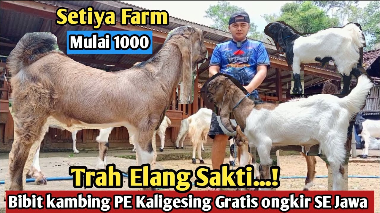 1000...!! GRATIS ONGKIR SE JAWA KAMBING PE KALIGESING #Hargakambing#kambingpe